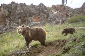 Is It Time to Stop Protecting the Grizzly Bear?